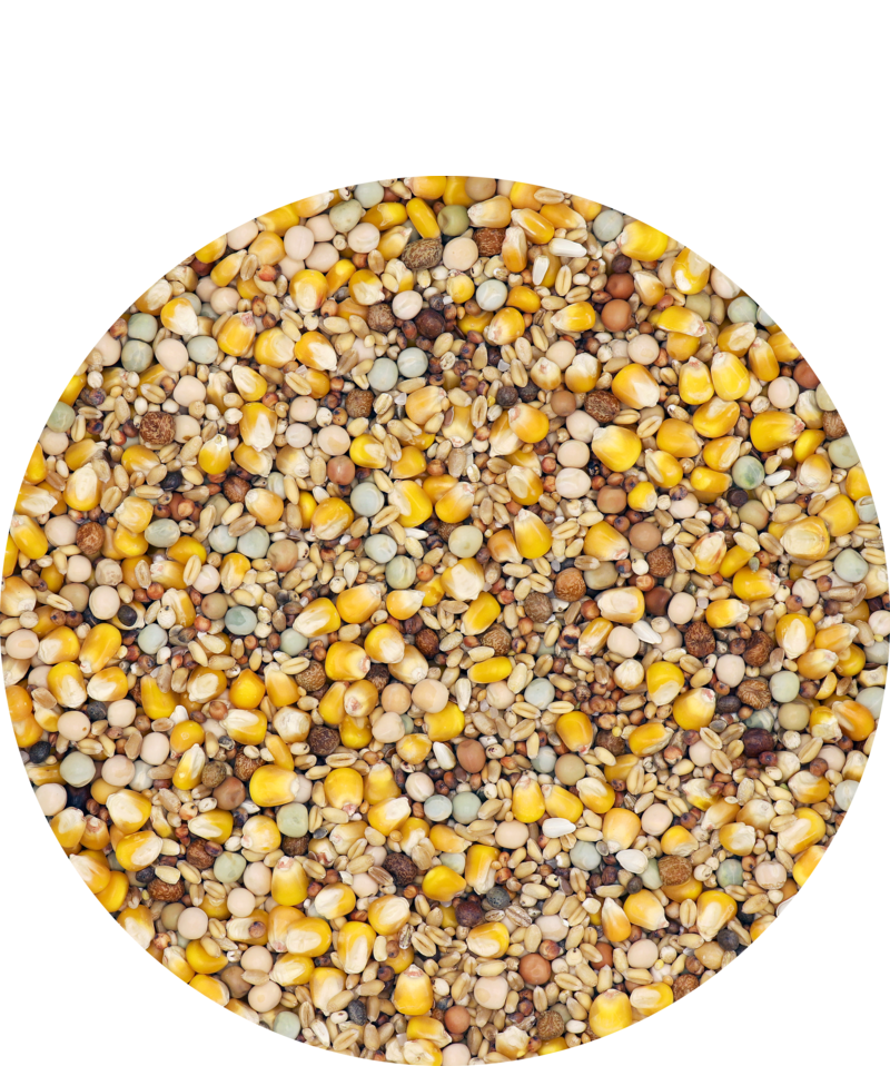 Classic Breeding Mixture (Versele-Laga) 20kg or 44lbs.